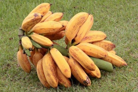 Banana P O Benef Cios Mundo Ecologia