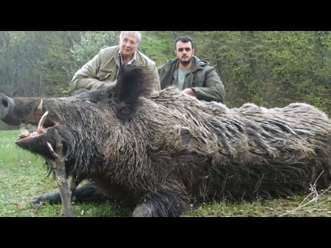 Caça de javali Cachorro Mundo Ecologia