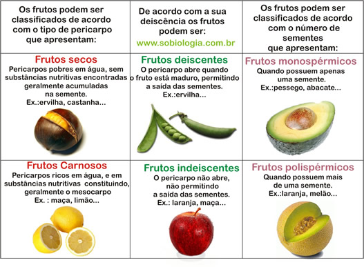 Classifica O Dos Frutos Mundo Ecologia