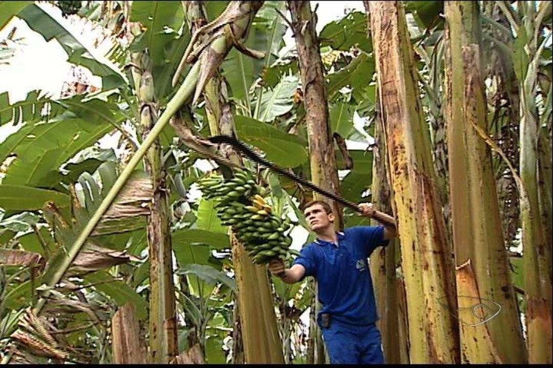 Como Plantar Banana Orgânica Mundo Ecologia