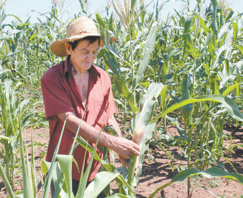 Milho Legume Ou Verdura Mundo Ecologia