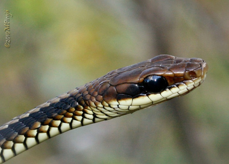 Cobra Marrom Brasileira Mundo Ecologia