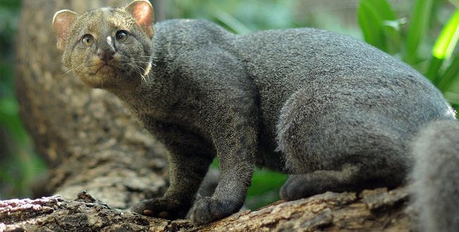 Gato Mourisco Está em Extinção Mundo Ecologia