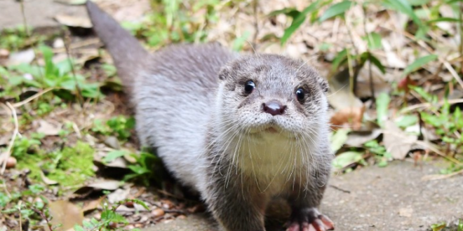 A Lontra É Perigosa Ela Ataca O Ser Humano Mundo Ecologia