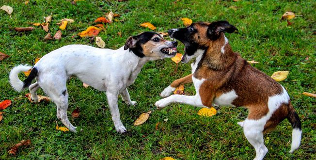 O Que Fazer Quando Dois Cachorros Se Estranham Como Resolver Mundo