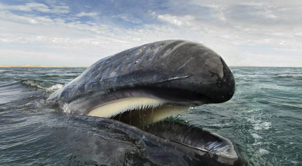 Ficha Técnica da Baleia Peso Altura Tamanho e Imagens Mundo Ecologia