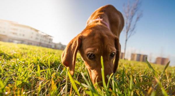 Por Que Os Cachorros Cheiram As Partes Ntimas Das Pessoas Mundo