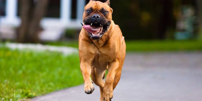 Hist Ria Da Ra A Bullmastiff E Origem Do Cachorro Mundo Ecologia