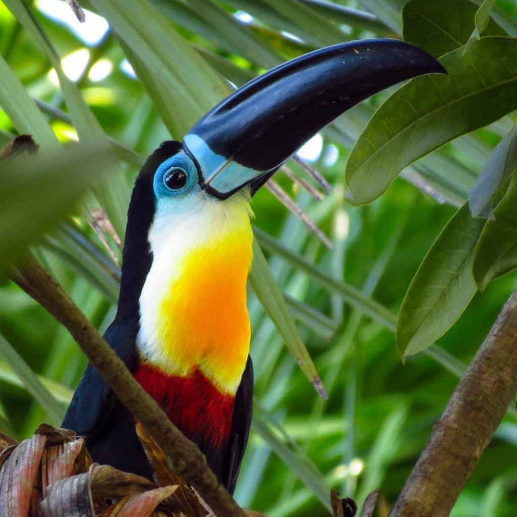 Tucano Toco Características Nome Científico Habitat e Fotos Mundo