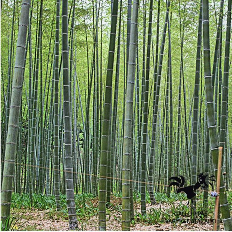 Bambu Taquara Como Cultivar Caracter Sticas E Fotos Mundo Ecologia