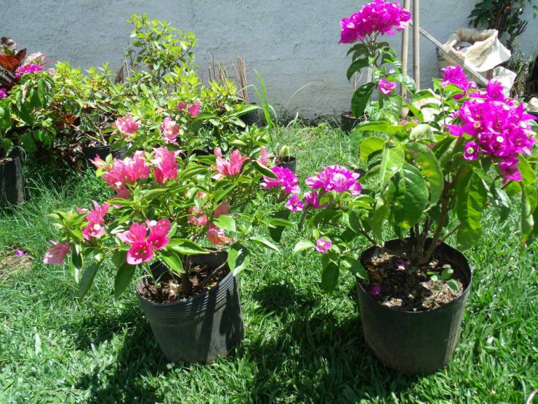 Como Cuidar Da Flor Bougainvillea Fazer Mudas E Podar Mundo Ecologia