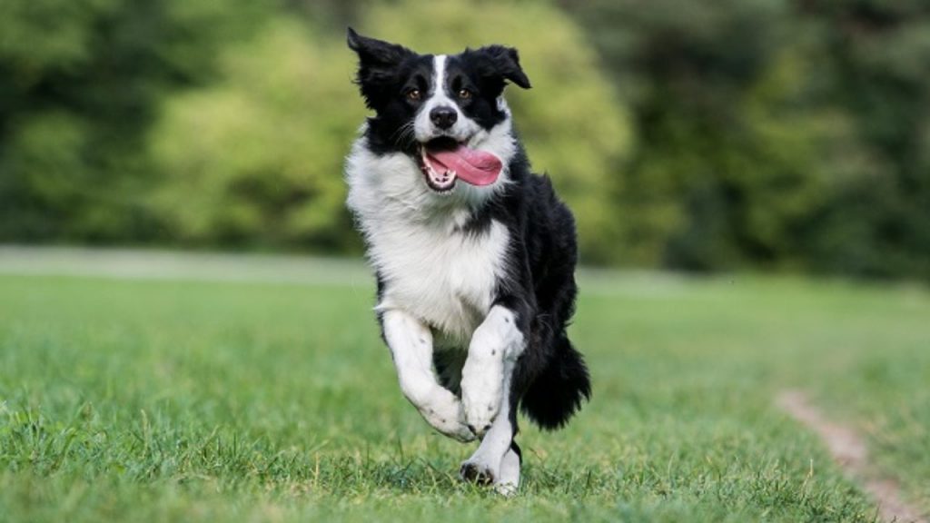 Top Ra As De Cachorros Mais Inteligentes Do Mundo Mundo Ecologia