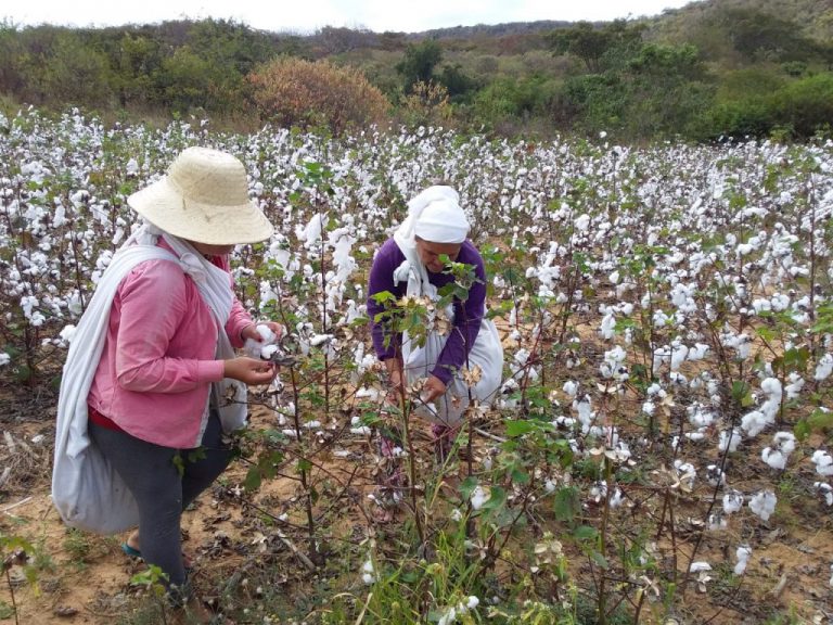 O Cultivo do Algodão Plantio e Colheita Mundo Ecologia