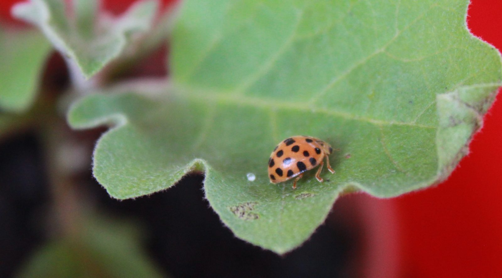 Alimenta O Da Joaninha O Que Elas Comem Mundo Ecologia