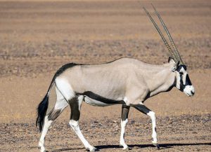 Tudo Sobre O Orix Caracter Sticas Nome Cient Fico E Fotos Mundo