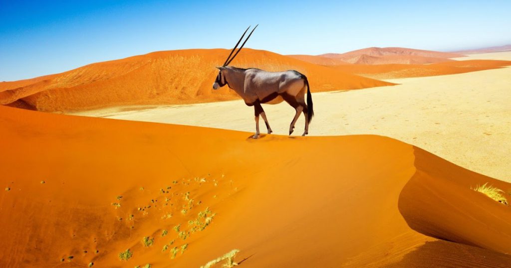 Órix do Cabo Características e Adaptabilidade ao Deserto Mundo Ecologia