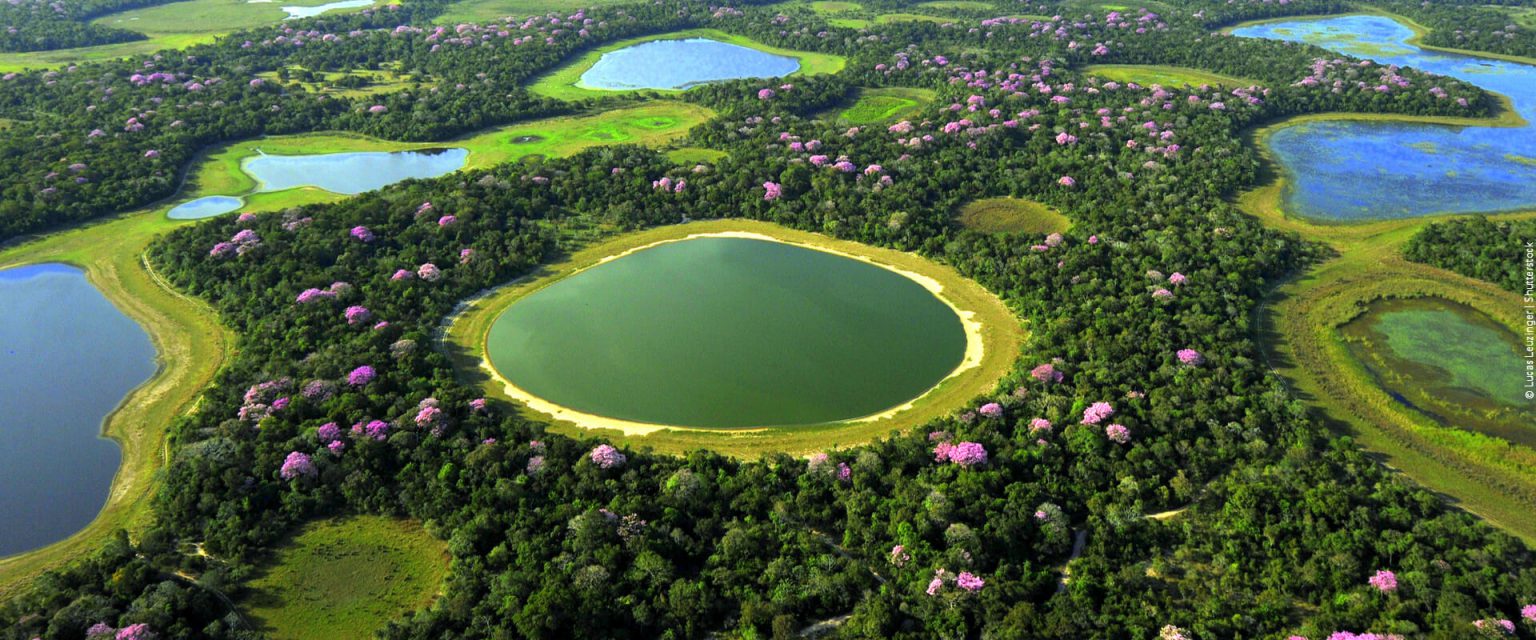 Fauna E Flora Biomas Brasileiros Mundo Ecologia