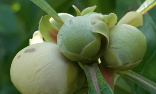 Rvore Franklin Suas Folhas E Frutos Mundo Ecologia