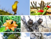 A Biodiversidade da Caatinga 5