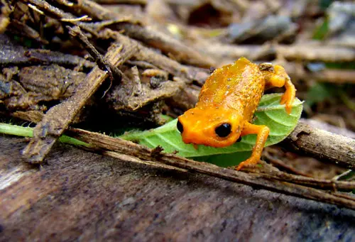 Anfíbios Em Extinção No Brasil Mundo Ecologia 0107