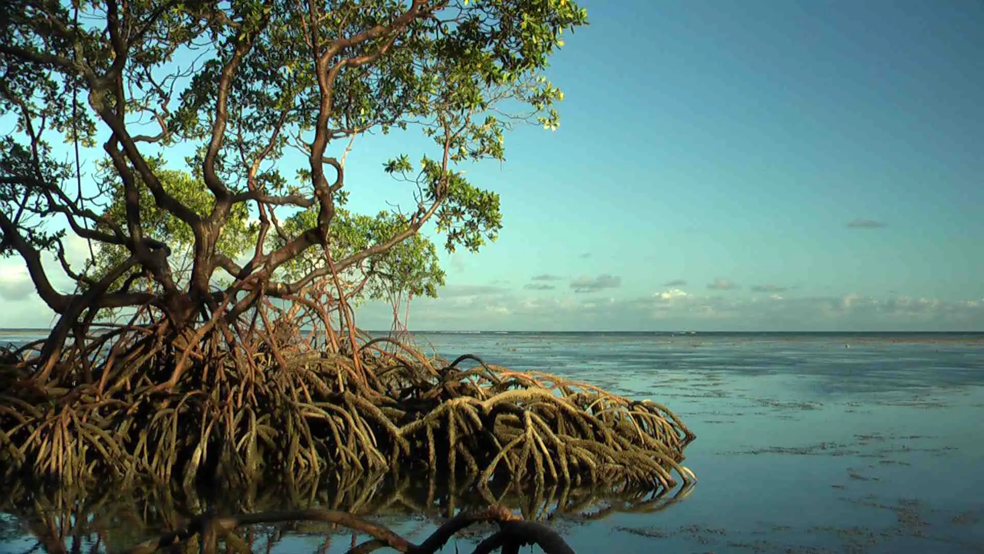 Туру в Бразилии в мангровых деревьях