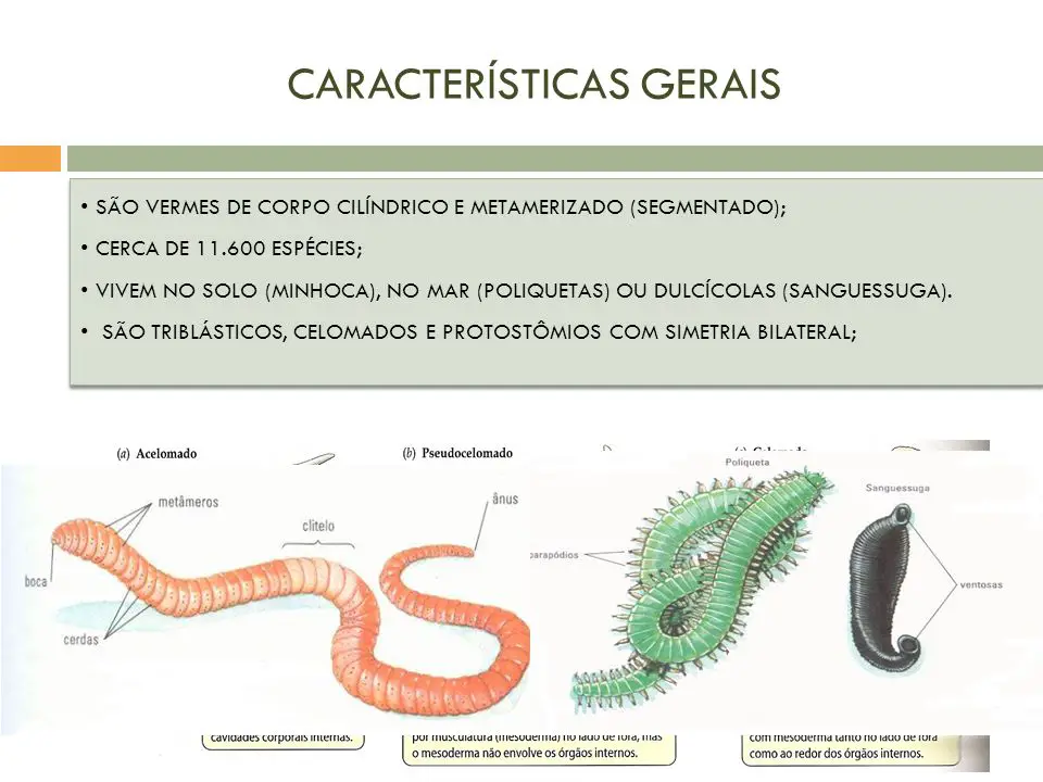 Como As Minhocas Se Reproduzem Mundo Ecologia