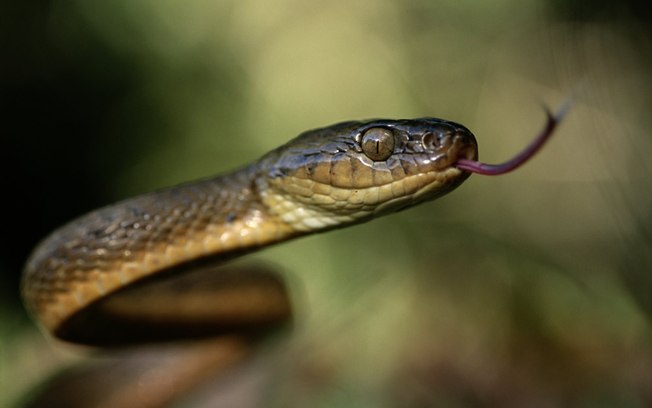 Cobras N O Venenosas Mundo Ecologia