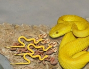 Cobras Amarelas 2