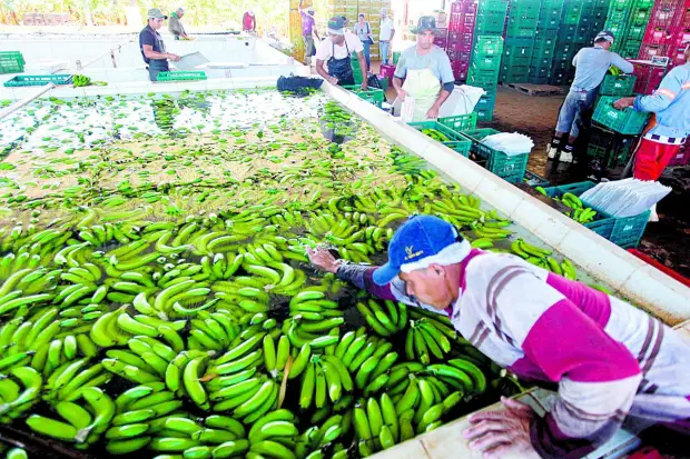 As Variedades De Bananas Brasileiras Mundo Ecologia