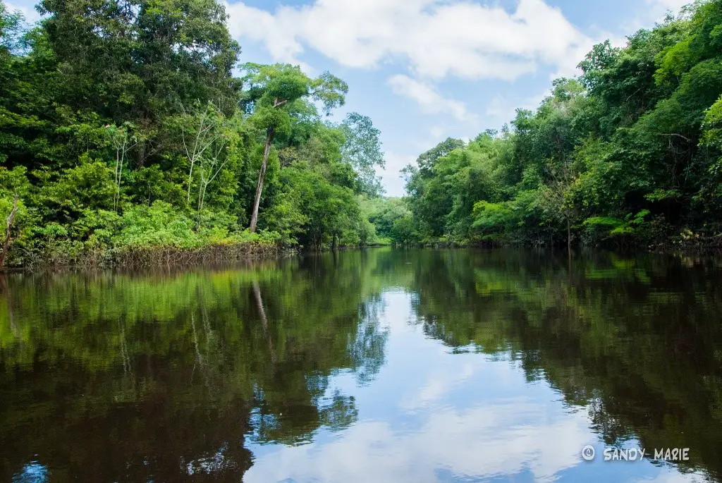 Clima E Vegetação Da Floresta Amazônica Mundo Ecologia 8672