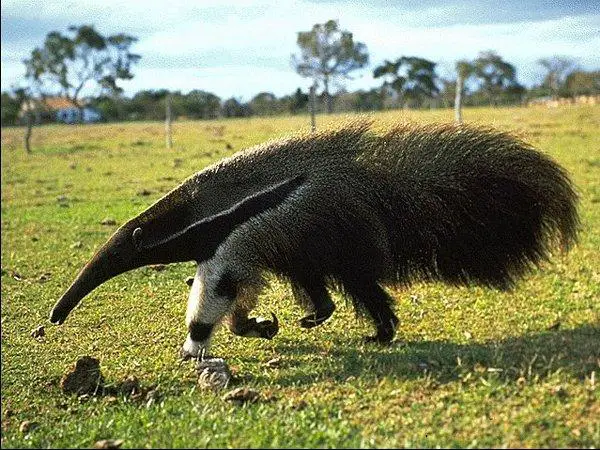 Animais Típicos Do Cerrado Mundo Ecologia 8895