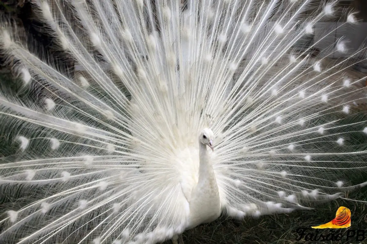 pavão