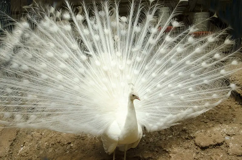 pavão