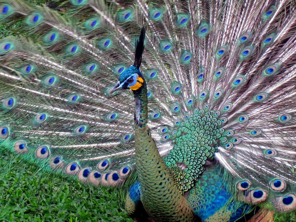 Pavão Amarelo Existe Mundo Ecologia