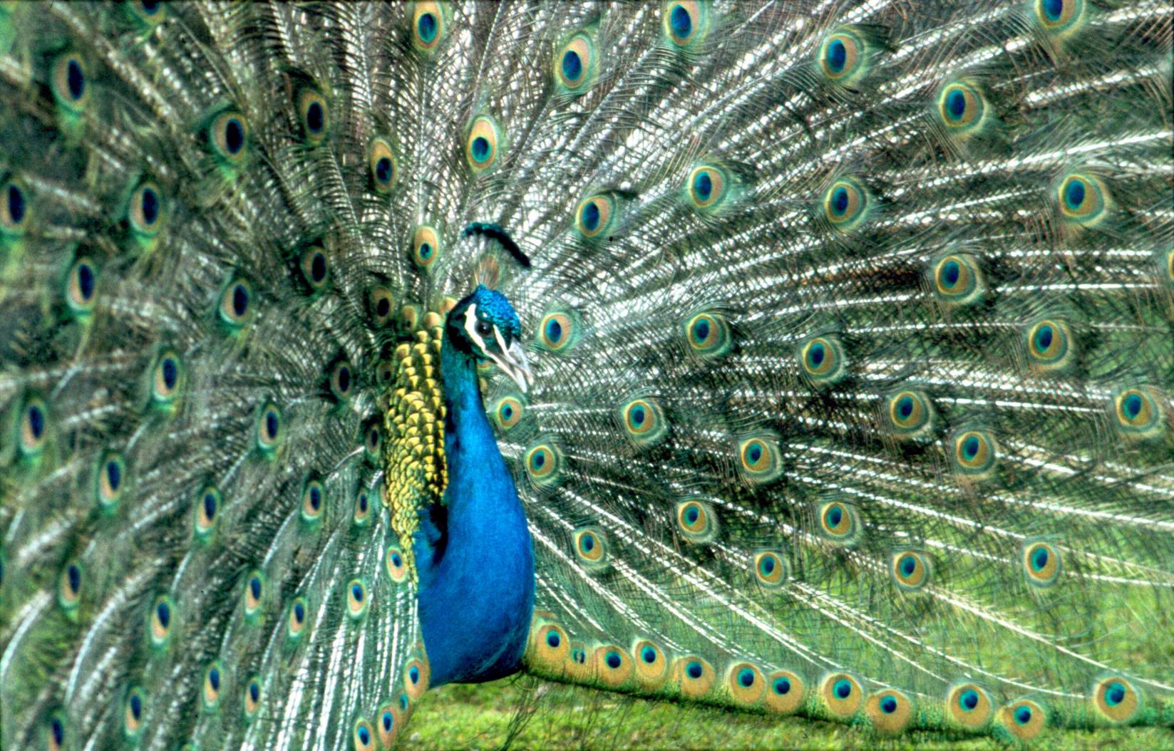 Pavo Pavão Indiano Mundo Ecologia