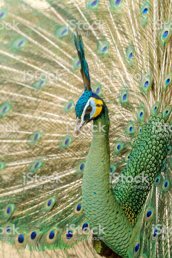 Curiosidades Sobre O Pavão Branco Mundo Ecologia