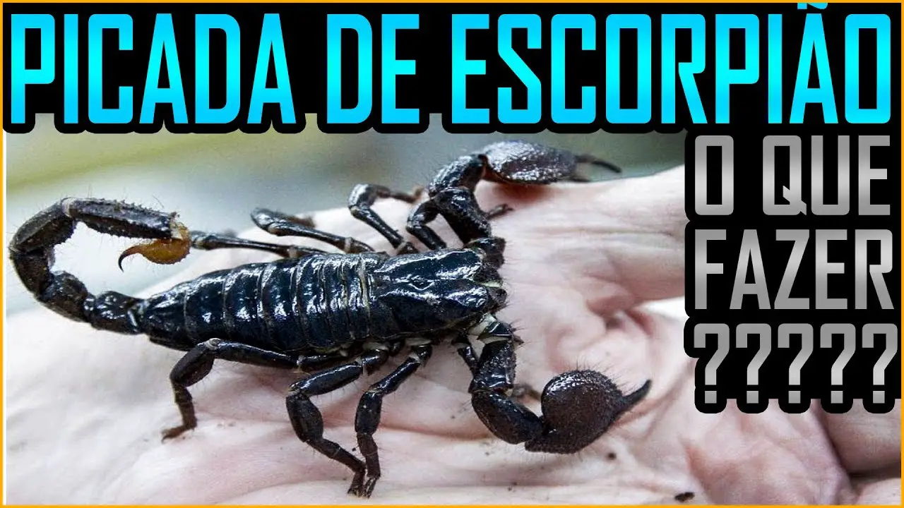 Como Eliminar Escorpi Es Armadilhas Para Escorpi Es Mundo Ecologia