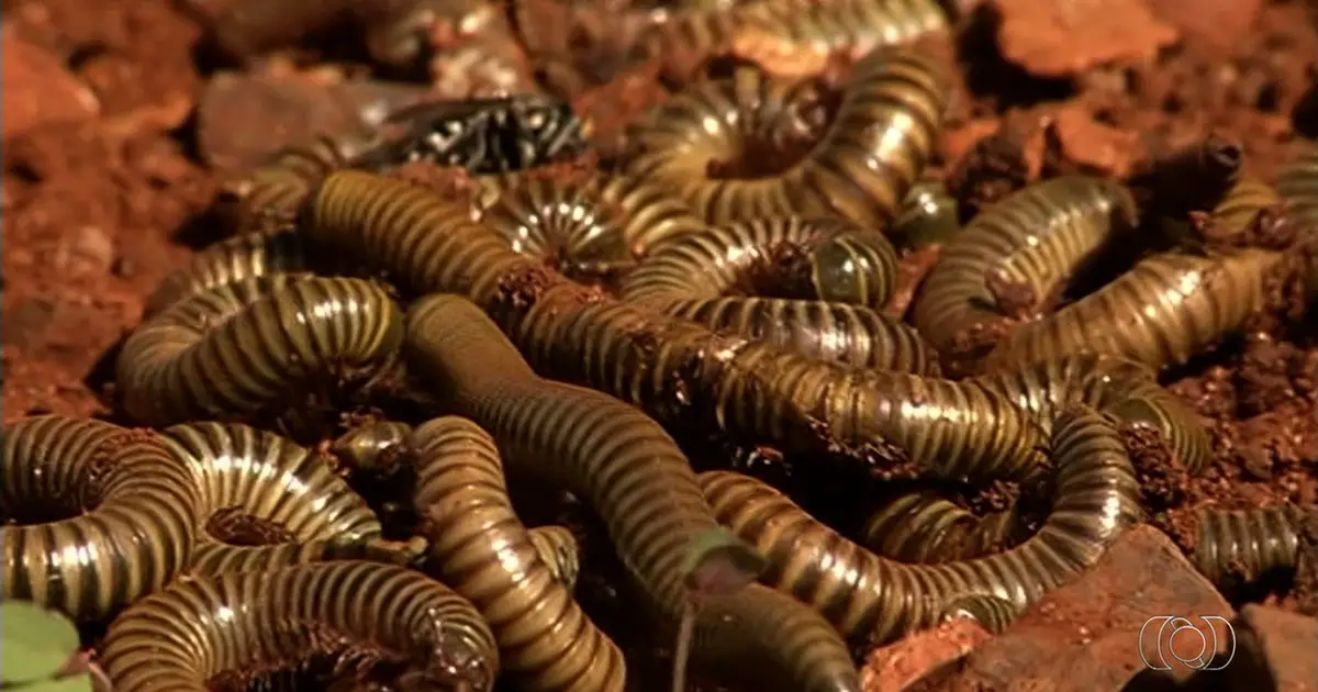 Piolho De Cobra De Onde Vem Qual O Seu Habitat Mundo Ecologia