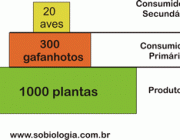 Teia Alimentar Exemplos Escritos | Mundo Ecologia