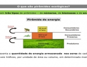 Teia Alimentar Exemplos Escritos | Mundo Ecologia