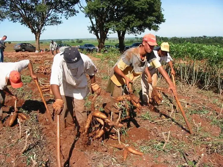 Mandioca Nomes Regionais | Mundo Ecologia