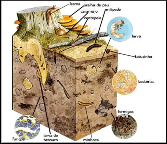 Propriedades Biológicas Do Solo Os Micróbios E A Bioturbação Do Solo Mundo Ecologia 7349