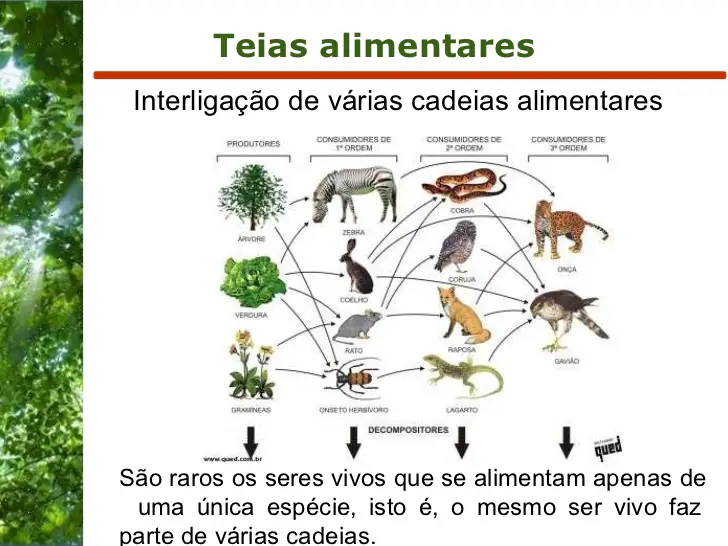 Diferença Entre Cadeia Alimentar E Teia Alimentar | Mundo Ecologia