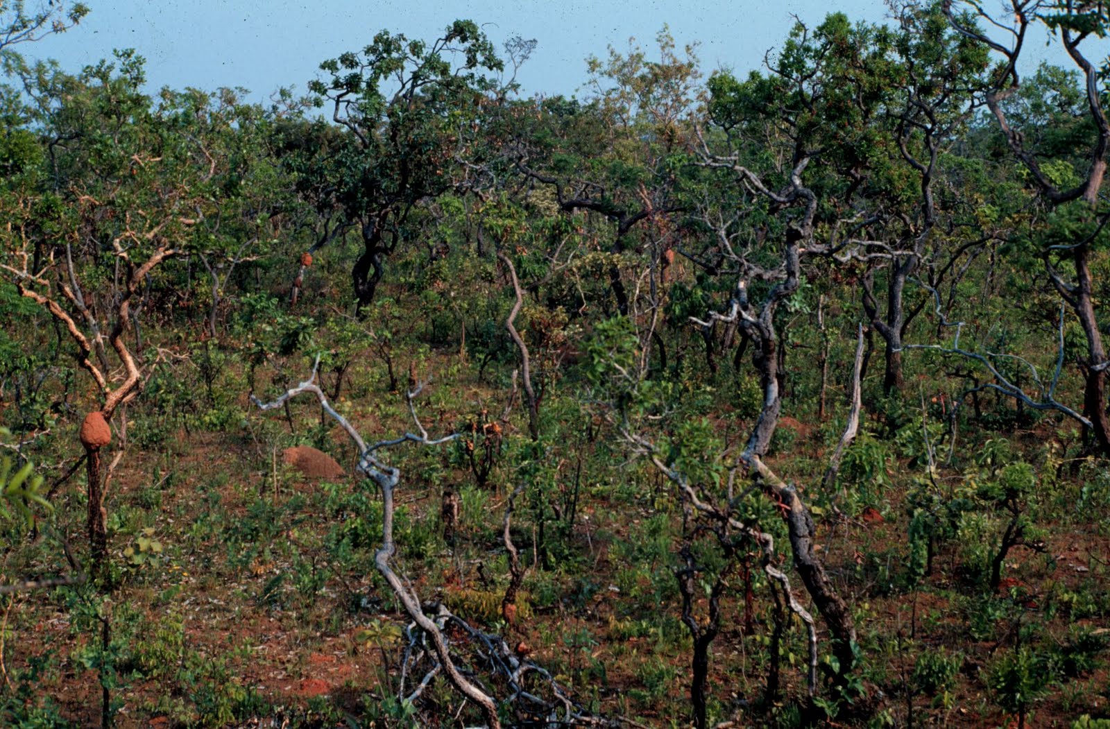 Animais Típicos Do Cerrado Mundo Ecologia 3001