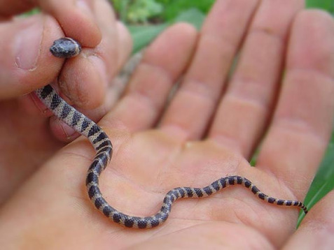 Cobra Dormideira Alimentação