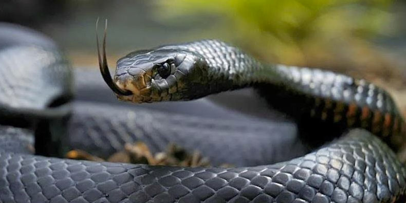 Alimentação da Cobra da Morte