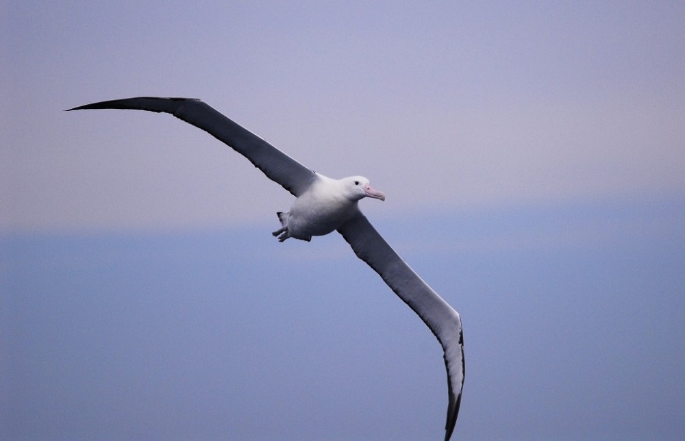 Envergadura Média do Albatroz Gigante