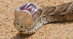 O veneno da Biúta, encontrada no continente africano, é capaz de matar um adulto em até 24 horas!