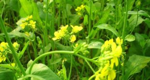 Brassica Juncea