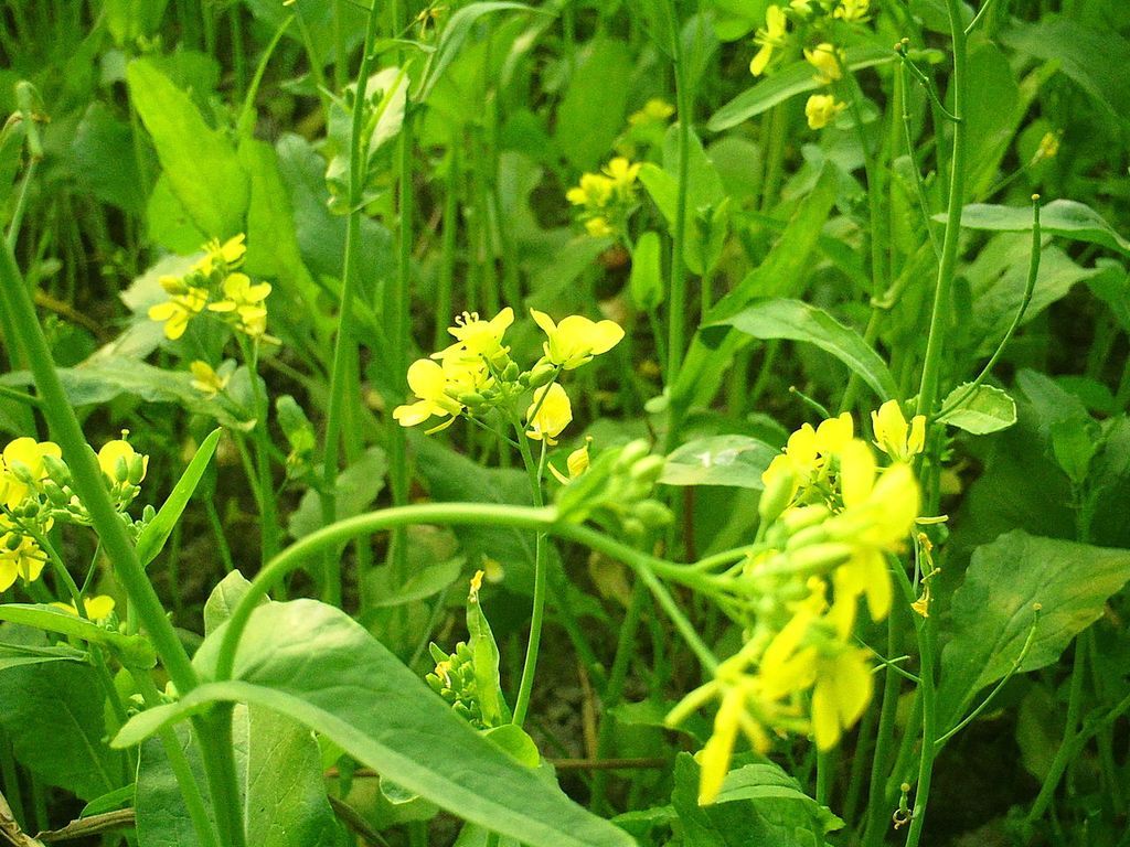 Brassicaceae Espécies